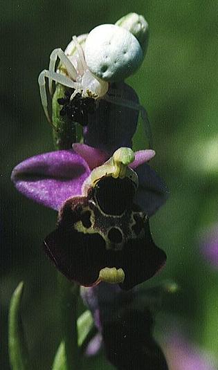 Ophrys fuciflora - Deiwelskopp 1998 (R. Peltzer)