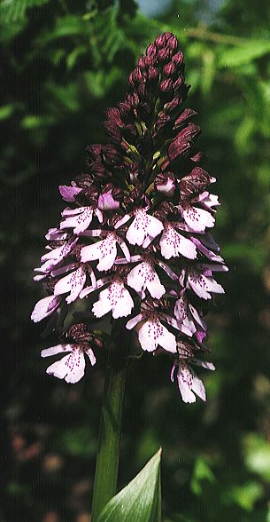 Orchis purpurea - Deiwelskopp 1997 (R. Peltzer)