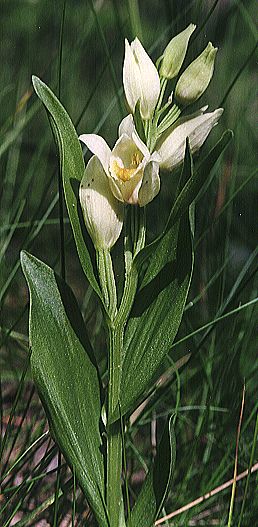 Cephalanthera damasonium - Lallengerbierg 1998 (R. Peltzer)