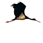 Cigogne noire au vol (credits: explorado.org)