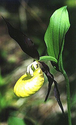 Cypripedium calceolus - Boscodon (F/Hautes-Alpes) 1994 (R. Peltzer)