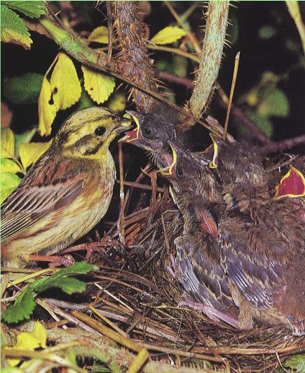 Goldammer - Vogel des Jahres 1999