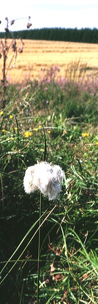 Eriophorum angustifolium - Knaphoscheid  ca 1990 (©HFN)