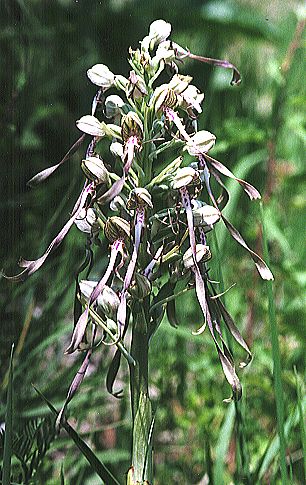 Himantoglossum hircinum - Deiwelskopp 1998 (R.Peltzer)