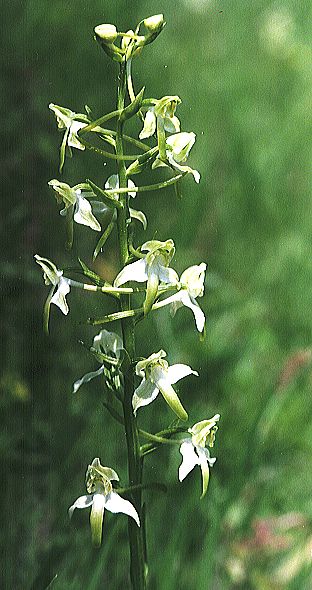 Platanthera chlorantha - Deiwelskopp 1998 (R. Peltzer)
