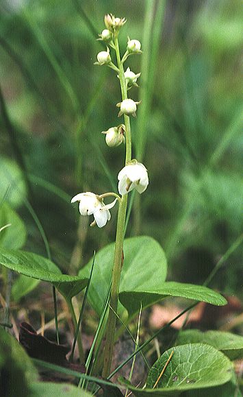 Pyrola rotundifolia, 1998, Lallengerbierg (R.Peltzer)