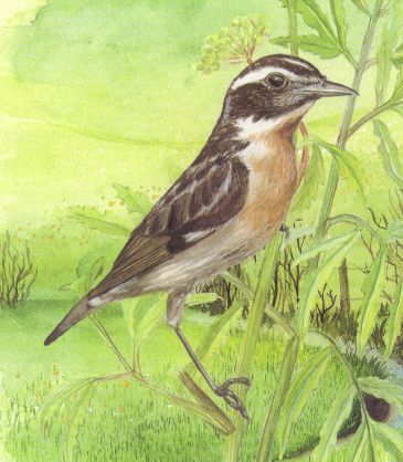 Braunkehlchen - Vogel des Jahres 2000